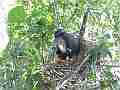 Scrub Jay documentary bird shading 2 eggs in nest wide view GoPro Hero3+ Black Cat.#V17021, 1920x1080 H.264/MPEG-4 AVC(avc1), 34 sec. at 30fps 