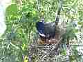 Scrub Jay documentary bird shading 2 eggs in nest wide view GoPro Hero3+ Black Cat.#V17022, 1920x1080 H.264/MPEG-4 AVC(avc1), 18 sec. at 30fps 