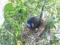 Scrub Jay documentary bird examining 2 eggs in nest wide view GoPro Hero3+ Black Cat.#V17023, 1920x1080 H.264/MPEG-4 AVC(avc1), 30 sec. at 30fps 