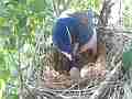 Scrub Jay documentary bird examining 2 eggs in nest GoPro Hero3+ Black Cat.#V17024, 1920x1080 H.264/MPEG-4 AVC(avc1), 21 sec. at 30fps 
