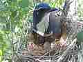 Scrub Jay documentary bird shading 2 eggs in nest GoPro Hero3+ Black Cat.#V17025, 1920x1080 H.264/MPEG-4 AVC(avc1), 36 sec. at 30fps 
