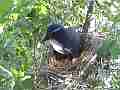 Scrub Jay documentary bird shading 2 eggs in nest GoPro Hero3+ Black Cat.#V17026, 1920x1080 H.264/MPEG-4 AVC(avc1), 23 sec. at 30fps 