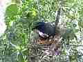Scrub Jay documentary bird shading - adjusting 2 eggs in nest GoPro Hero3+ Black Cat.#V17027, 1920x1080 H.264/MPEG-4 AVC(avc1), 63 sec. at 30fps 