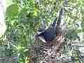Scrub Jay Nest documentary 2 eggs GoPro Hero3+ Black Cat.#V17028, 1920x1080 H.264/MPEG-4 AVC(avc1), 16 sec. at 30fps 
