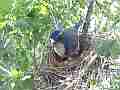 Scrub Jay documentary bird shading 2 eggs in nest GoPro Hero3+ Black Cat.#V17029, 1920x1080 H.264/MPEG-4 AVC(avc1), 36 sec. at 30fps 