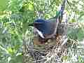 Scrub Jay documentary mate visits both leave nest GoPro Hero3+ Black Cat.#V17030, 1920x1080 H.264/MPEG-4 AVC(avc1), 26 sec. at 30fps 