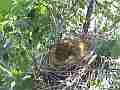 Scrub Jay Nest documentary with 2 eggs GoPro Hero3+ Black Cat.#V17031, 1920x1080 H.264/MPEG-4 AVC(avc1), 22 sec. at 30fps 