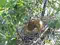 Scrub Jay documentary bird returns to nest with 2 eggs GoPro Hero3+ Black Cat.#V17032, 1920x1080 H.264/MPEG-4 AVC(avc1), 80 sec. at 30fps 