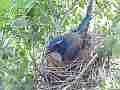 Scrub Jay documentary bird in nest GoPro Hero3+ Black Cat.#V17033, 1920x1080 H.264/MPEG-4 AVC(avc1), 12 sec. at 30fps 