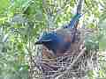 Scrub Jay documentary bird in nest GoPro Hero3+ Black Cat.#V17034, 1920x1080 H.264/MPEG-4 AVC(avc1), 21 sec. at 30fps 
