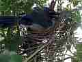 Scrub Jay in nest (setting up) Documentary GoPro Hero3+ Black Cat.#V17038, 1920x1080 H.264/MPEG-4 AVC(avc1), 10 sec. at 30fps 