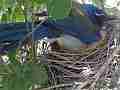 Scrub Jay in nest (setting up) Documentary GoPro Hero3+ Black Cat.#V17039, 1920x1080 H.264/MPEG-4 AVC(avc1), 12 sec. at 30fps 