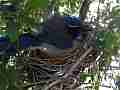 Scrub Jay in nest (setting up) Documentary GoPro Hero3+ Black Cat.#V17040, 1920x1080 H.264/MPEG-4 AVC(avc1), 13 sec. at 30fps 