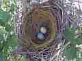 Scrub Jay nest Documentary with 2 eggs GoPro Hero3+ Black Cat.#V17042, 1920x1080 H.264/MPEG-4 AVC(avc1), 12 sec. at 30fps 