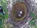 Scrub Jay approaches nest with 2 eggs Documentary GoPro Hero3+ Black Cat.#V17043, 1920x1080 H.264/MPEG-4 AVC(avc1), 25 sec. at 30fps 