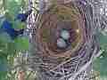 Scrub Jay approaches nest with 2 eggs Documentary GoPro Hero3+ Black Cat.#V17044, 1920x1080 H.264/MPEG-4 AVC(avc1), 16 sec. at 30fps 