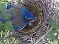 Scrub Jay Documentary shading nest with 2 eggs GoPro Hero3+ Black Cat.#V17045, 1920x1080 H.264/MPEG-4 AVC(avc1), 19 sec. at 30fps 