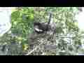 Scrub Jay documentary bird shading - adjusting 2 eggs in nest GoPro Hero3+ Black Cat.#V17027, 1920x1080 H.264/MPEG-4 AVC(avc1), 63 sec. at 30fps 