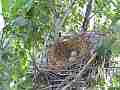 Scrub Jay Nest Documentary with 2 eggs GoPro Hero3+ Black Cat.#V17053, 1920x1080 H.264/MPEG-4 AVC(avc1), 51 sec. at 30fps 