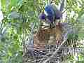 Scrub Jay Documentary bird returns to nest GoPro Hero3+ Black Cat.#V17055, 1920x1080 H.264/MPEG-4 AVC(avc1), 50 sec. at 30fps 