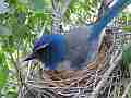 Scrub Jay Documentary bird on nest GoPro Hero3+ Black Cat.#V17056, 1920x1080 H.264/MPEG-4 AVC(avc1), 25 sec. at 30fps 