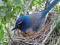Scrub Jay Documentary bird on nest - snoozing GoPro Hero3+ Black Cat.#V17057, 1920x1080 H.264/MPEG-4 AVC(avc1), 26 sec. at 30fps 
