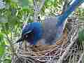 Scrub Jay Documentary bird on nest - snoozing GoPro Hero3+ Black Cat.#V17058, 1920x1080 H.264/MPEG-4 AVC(avc1), 34 sec. at 30fps 