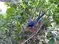 Scrub Jay Documentary bird on nest - wide view GoPro Hero3+ Black Cat.#V17059, 1920x1080 H.264/MPEG-4 AVC(avc1), 22 sec. at 30fps 