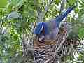 Scrub Jay Nest Documentary male feeds female GoPro Hero3+ Black Cat.#V17060, 1920x1080 H.264/MPEG-4 AVC(avc1), 36 sec. at 30fps 