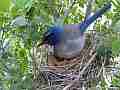 Scrub Jay Documentary bird active on nest GoPro Hero3+ Black Cat.#V17061, 1920x1080 H.264/MPEG-4 AVC(avc1), 26 sec. at 30fps 