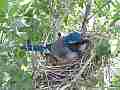 Scrub Jay Documentary bird on nest GoPro Hero3+ Black Cat.#V17062, 1920x1080 H.264/MPEG-4 AVC(avc1), 28 sec. at 30fps 