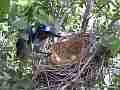 Scrub Jay Documentary bird returns to nest GoPro Hero3+ Black Cat.#V17064, 1920x1080 H.264/MPEG-4 AVC(avc1), 24 sec. at 30fps 