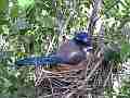 Scrub Jay Documentary bird in nest GoPro Hero3+ Black Cat.#V17065, 1920x1080 H.264/MPEG-4 AVC(avc1), 21 sec. at 30fps 