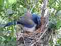 Scrub Jay Documentary bird adjusting eggs in nest GoPro Hero3+ Black Cat.#V17066, 1920x1080 H.264/MPEG-4 AVC(avc1), 43 sec. at 30fps 