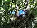 Scrub Jay Documentary bird in nest dappled shady light GoPro Hero3+ Black Cat.#V17067, 1920x1080 H.264/MPEG-4 AVC(avc1), 22 sec. at 30fps 
