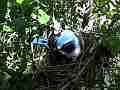 Scrub Jay Documentary bird in nest dappled shady light GoPro Hero3+ Black Cat.#V17068, 1920x1080 H.264/MPEG-4 AVC(avc1), 21 sec. at 30fps 