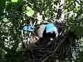 Scrub Jay Documentary bird in nest dappled shady light GoPro Hero3+ Black Cat.#V17069, 1920x1080 H.264/MPEG-4 AVC(avc1), 22 sec. at 30fps 