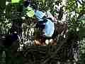 Scrub Jay Documentary male feeds female adjusts eggs dappled light GoPro Hero3+ Black Cat.#V17070, 1920x1080 H.264/MPEG-4 AVC(avc1), 80 sec. at 30fps 