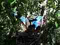Scrub Jay Documentary bird on nest nice dappled light GoPro Hero3+ Black Cat.#V17071, 1920x1080 H.264/MPEG-4 AVC(avc1), 23 sec. at 30fps 