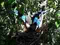 Scrub Jay Documentary bird panting nice dappled light GoPro Hero3+ Black Cat.#V17072, 1920x1080 H.264/MPEG-4 AVC(avc1), 29 sec. at 30fps 