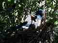 Scrub Jay Documentary bird panting on nest GoPro Hero3+ Black Cat.#V17074, 1920x1080 H.264/MPEG-4 AVC(avc1), 26 sec. at 30fps 