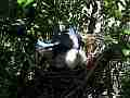 Scrub Jay Documentary bird adjusting and panting GoPro Hero3+ Black Cat.#V17075, 1920x1080 H.264/MPEG-4 AVC(avc1), 33 sec. at 30fps 