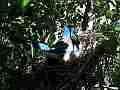 Scrub Jay Documentary bird on nest GoPro Hero3+ Black Cat.#V17076, 1920x1080 H.264/MPEG-4 AVC(avc1), 22 sec. at 30fps 