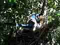 Scrub Jay Documentary bird on nest GoPro Hero3+ Black Cat.#V17078, 1920x1080 H.264/MPEG-4 AVC(avc1), 25 sec. at 30fps 