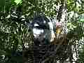 Scrub Jay Documentary bird adjusting in nest GoPro Hero3+ Black Cat.#V17080, 1920x1080 H.264/MPEG-4 AVC(avc1), 24 sec. at 30fps 