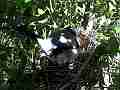 Scrub Jay Documentary bird adjusting in nest GoPro Hero3+ Black Cat.#V17081, 1920x1080 H.264/MPEG-4 AVC(avc1), 24 sec. at 30fps 