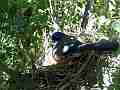 Scrub Jay Documentary bird in nest GoPro Hero3+ Black Cat.#V17082, 1920x1080 H.264/MPEG-4 AVC(avc1), 21 sec. at 30fps 