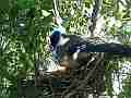 Scrub Jay Documentary bird nest GoPro Hero3+ Black Cat.#V17083, 1920x1080 H.264/MPEG-4 AVC(avc1), 23 sec. at 30fps 