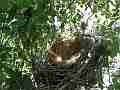 Scrub Jay Nest Documentary with eggs no bird GoPro Hero3+ Black Cat.#V17087, 1920x1080 H.264/MPEG-4 AVC(avc1), 25 sec. at 30fps 