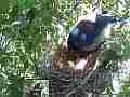 Scrub Jay bird Documentary resturns to nest pecks around GoPro Hero3+ Black Cat.#V17088, 1920x1080 H.264/MPEG-4 AVC(avc1), 148 sec. at 30fps 